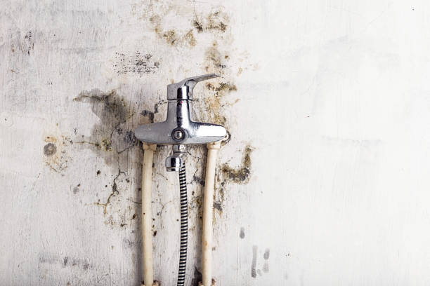 Best Mold Cleaning Services  in Breckinridge Center, KY