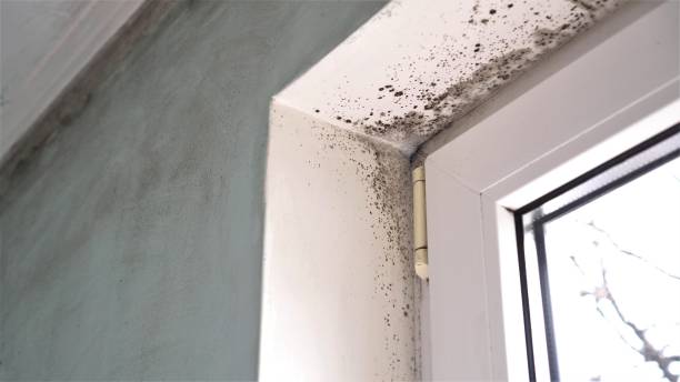 Attic Mold Removal in Breckinridge Center, KY