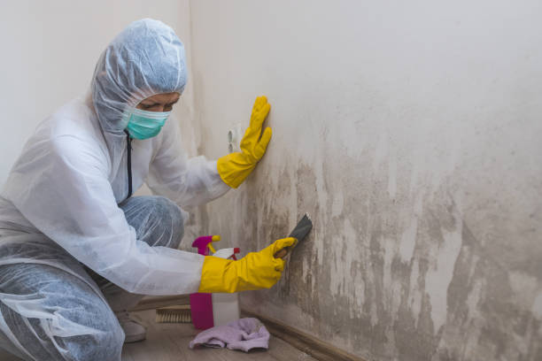 Best Crawl Space Mold Removal  in Breckinridge Center, KY