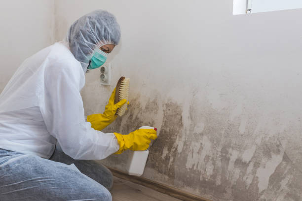 Best Office Mold Removal Services  in Breckinridge Center, KY