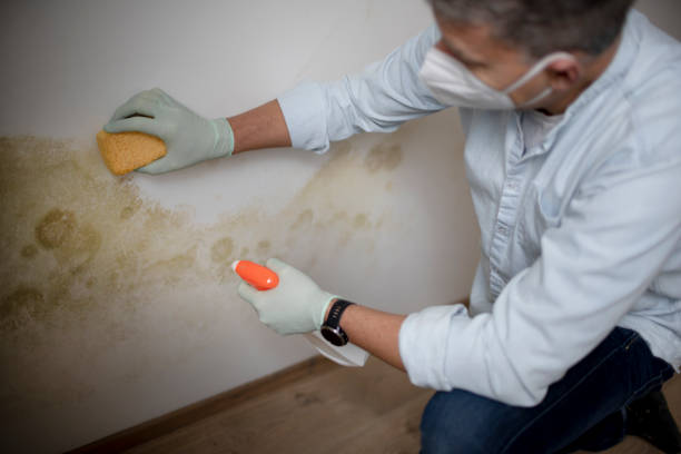 Best Mold Remediation  in Breckinridge Center, KY