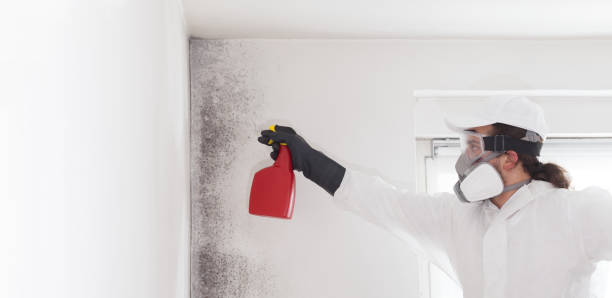 Best Mold Removal Near Me  in Breckinridge Center, KY