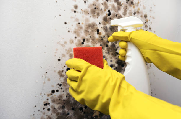 Best Mold Damage Repair  in Breckinridge Center, KY