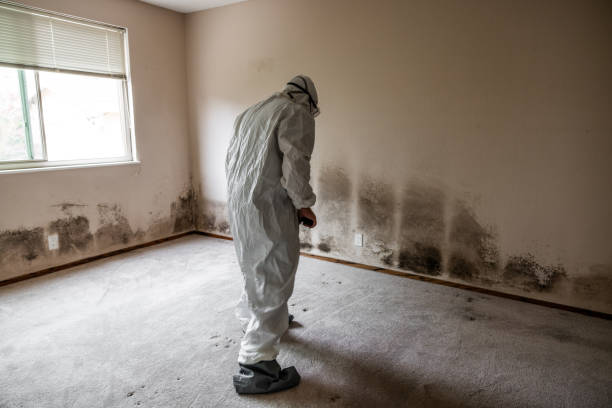 Trusted Breckinridge Center, KY Mold Removal Experts