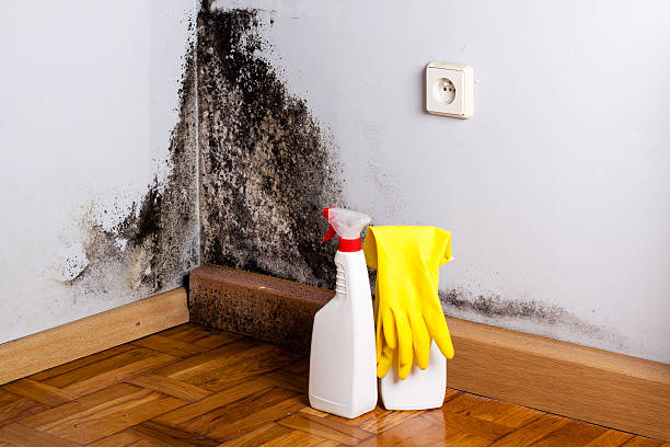Mold Removal Process in Breckinridge Center, KY