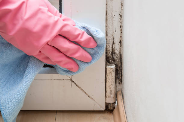 Best Residential Mold Removal  in Breckinridge Center, KY