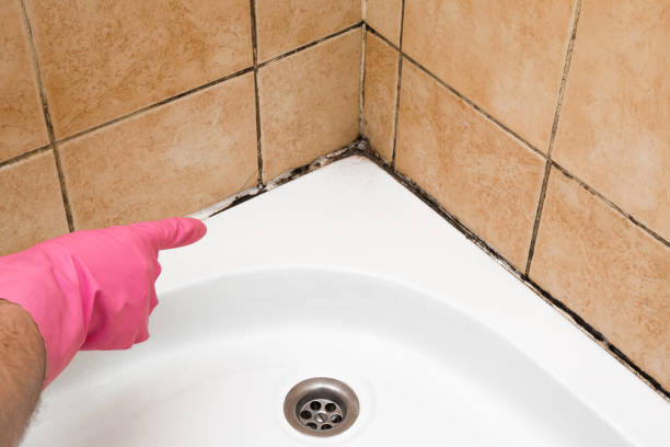 Best Certified Mold Removal  in Breckinridge Center, KY