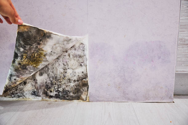 Home Mold Removal in Breckinridge Center, KY
